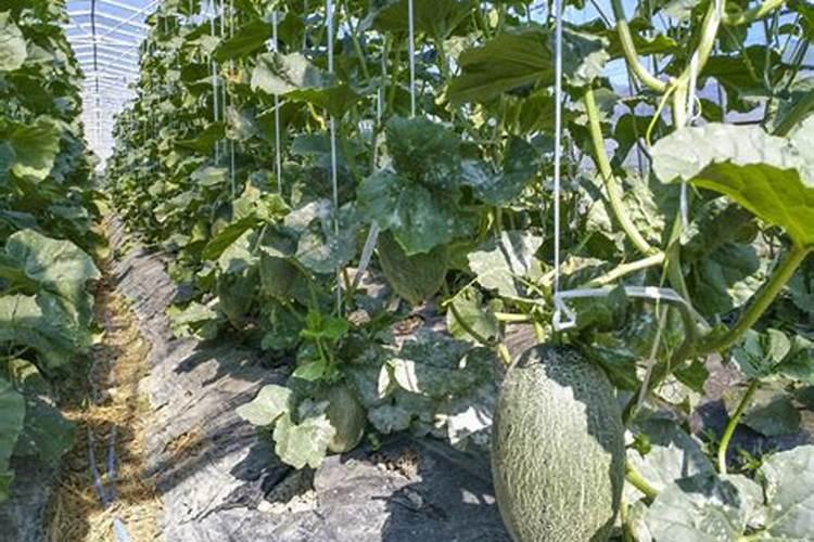 用温室大棚种植哈密瓜的时候,有哪些管理技巧？