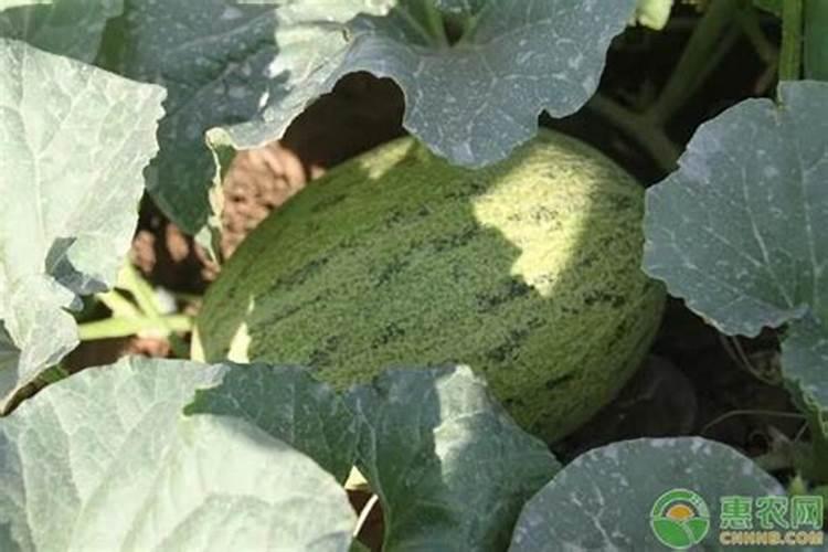 海南大棚田地哈密瓜授粉22天后滴灌每亩用多少斤肥