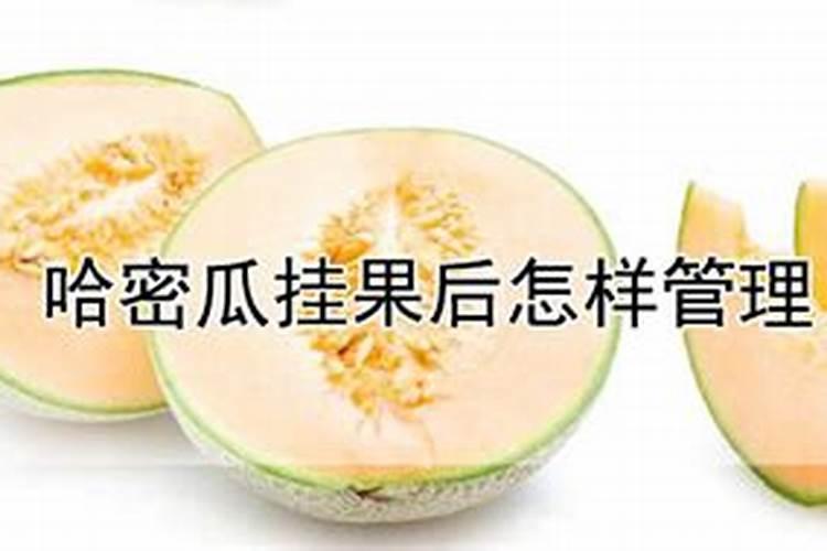 哈密瓜常年重茬用什么肥料基肥？