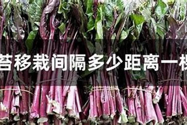红菜苔的种植方法:注意种植时间和肥水管理