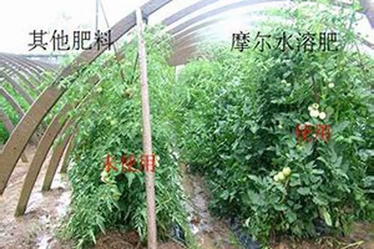 桑果树什么时候种植