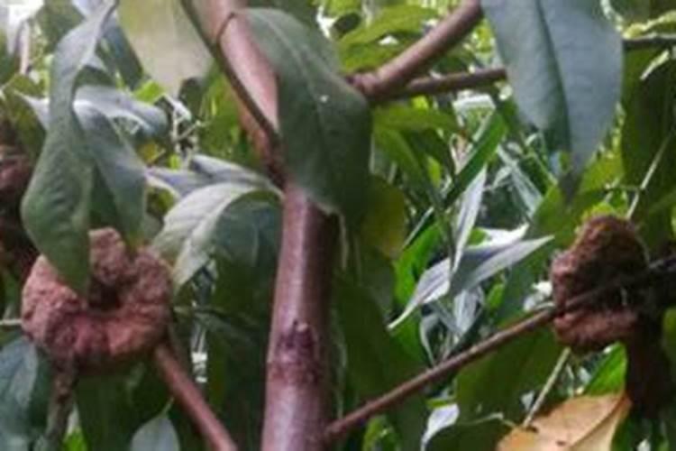 番茄膨果叶面肥效果最好的是哪种
