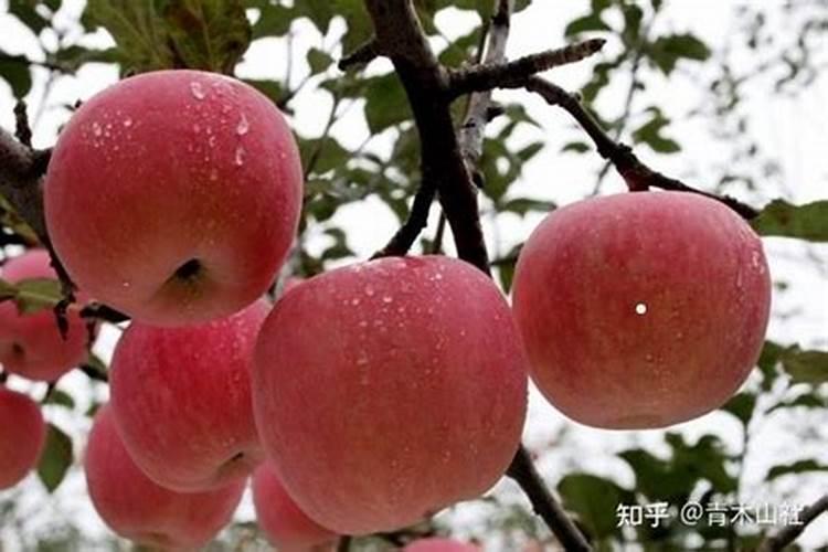 花多多1号是喷还是浇