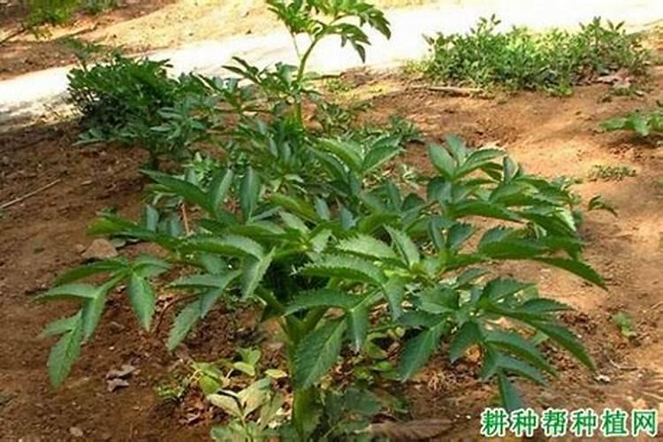 氮素液肥是什么肥