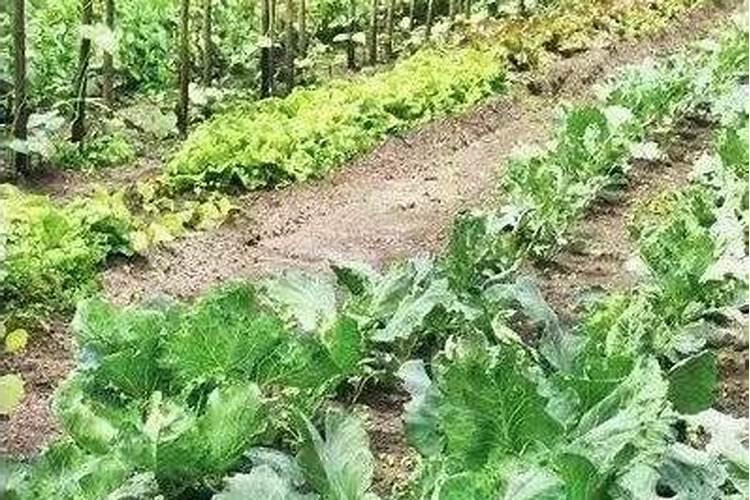 大白菜最适合用什么肥做追肥