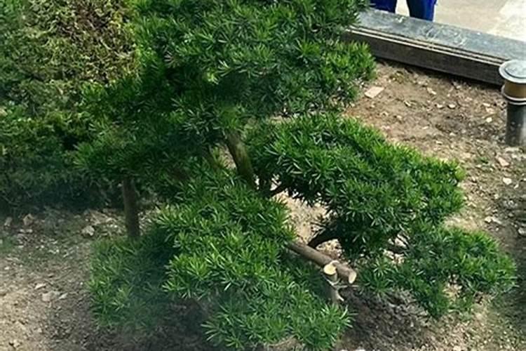 葡萄树施什么肥最好