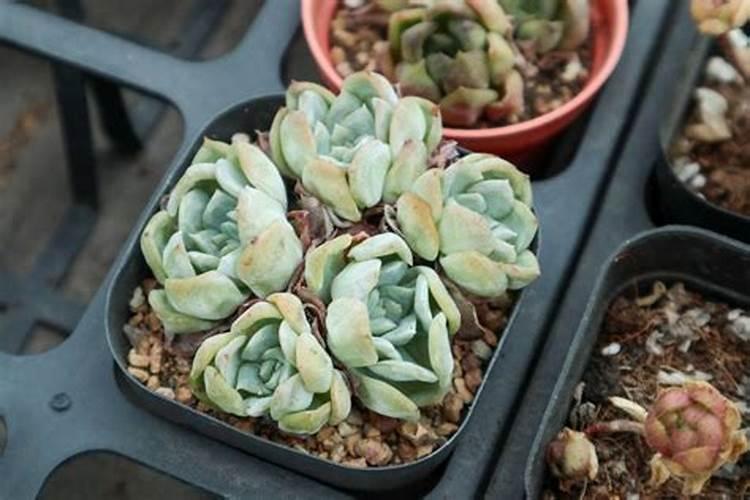 花芽分化用什么叶面肥