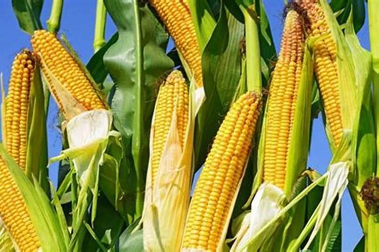 种植玉米一般施肥用什么化肥