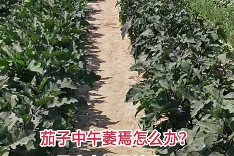 茄子如何快速膨果