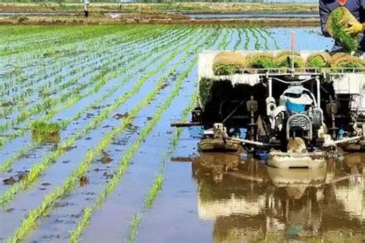 水稻用尿素喷治作叶面肥应每亩用多少斤尿素呢？