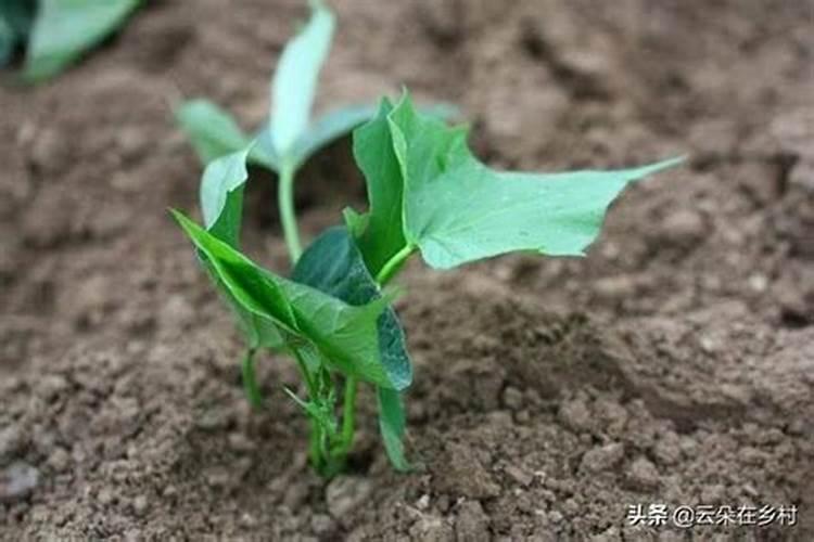 大蒜春天什么时候浇第一次水