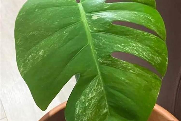 冬天哪些盆栽需要肥(冬季需要施肥的花)
