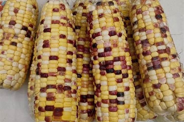 玉米专用叶面肥什么牌子好