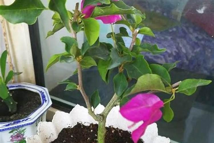 芸苔素多久喷一次,什么时候不能喷,什么情况下使用