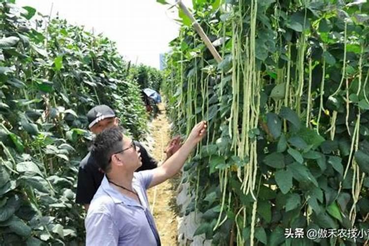 化肥是怎样提炼出来的？分别讲氮,磷,钾肥源头