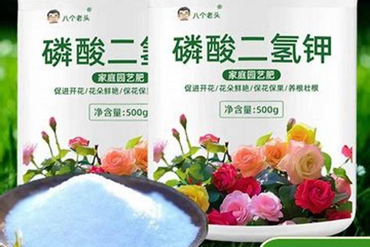 墨兰施什么肥料,墨兰什么时候可以施肥