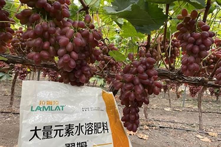 葡萄在幻果彭大期使用什么肥料好？