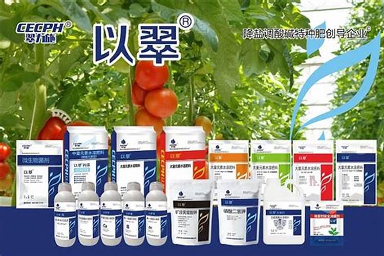 三角梅长出花苞后怎么浇水,施肥
