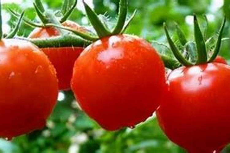 种芝麻用什么肥料