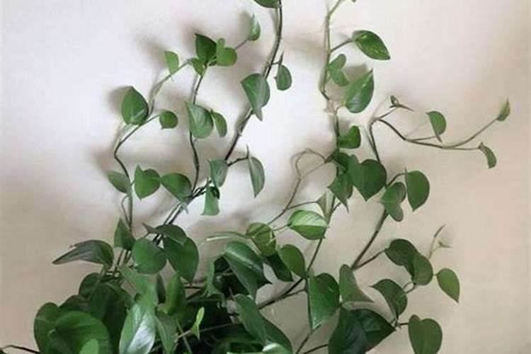 豇豆第二次翻花结豆用什么肥料最好？