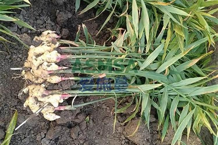 大姜膨果期用什么肥料好？