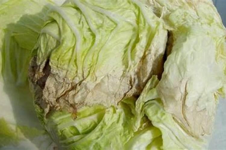 西红柿的种植用什么肥料好