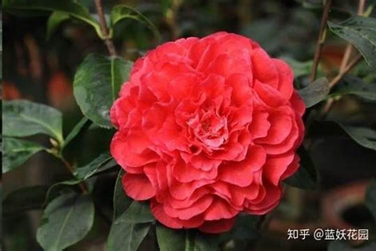山东农大肥料24115小麦肥怎么样？
