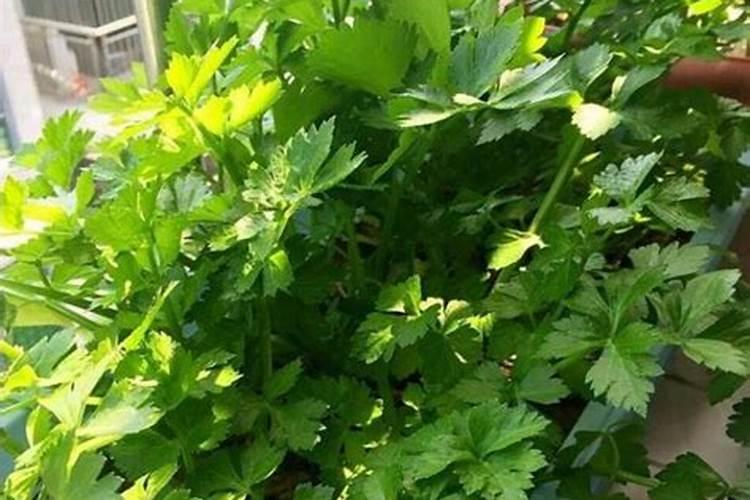 有机水溶肥料是什么？它的特点和使用方法是？