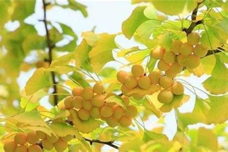 银杏树用什么肥料