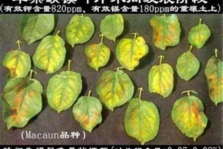 我的盆栽栀子花的叶子变黄了,而且上边有很多绿色的斑,怎么办啊？