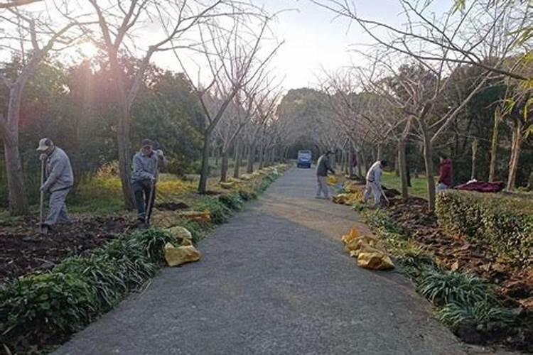 今年三月栽的银杏树,到现在还没发芽,请问树是死是活？