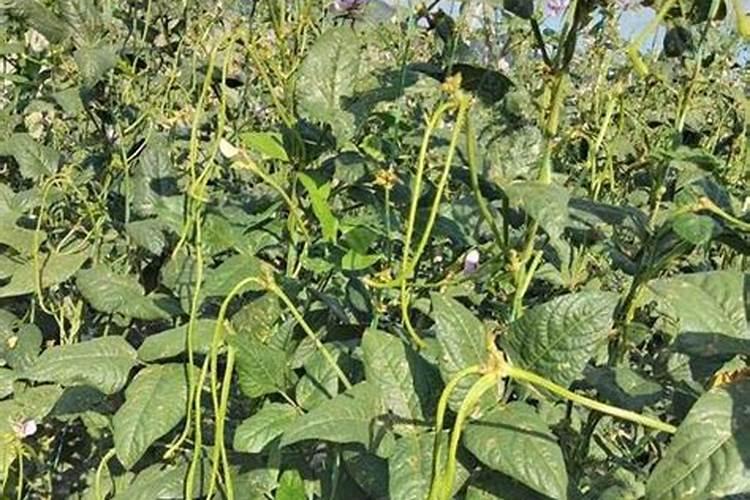 韭菜用什么肥料长得好