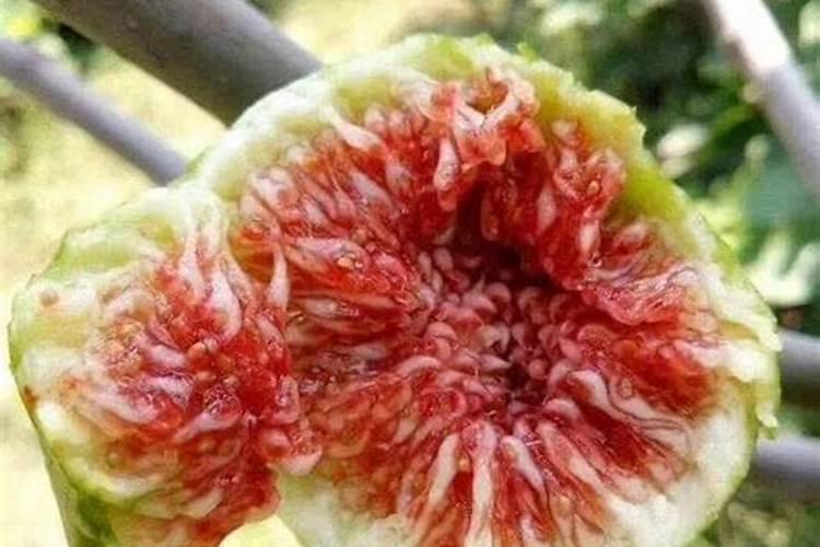下山桩怎么生根最快最好