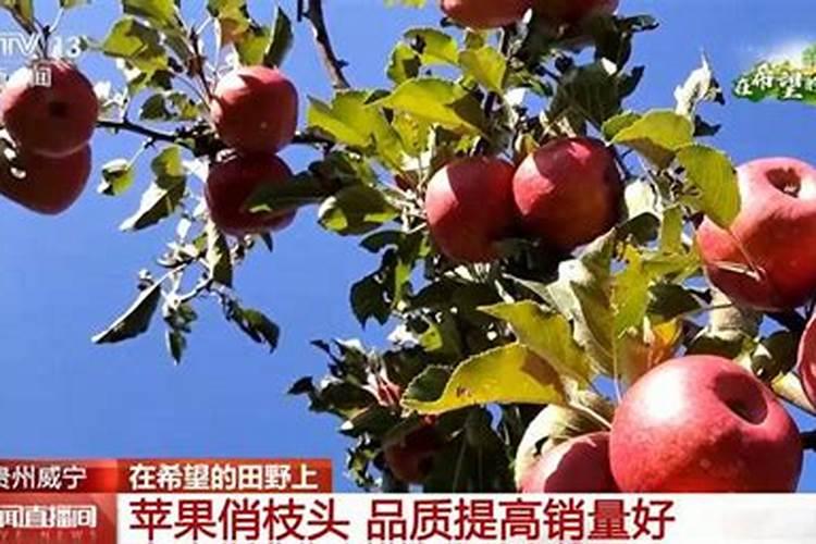 苹果树喷叶面肥最大配比是多少