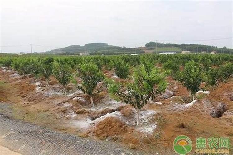 根多多生根水溶肥使用方法