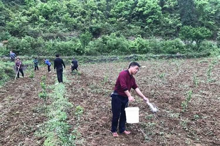 种花用什么肥料好