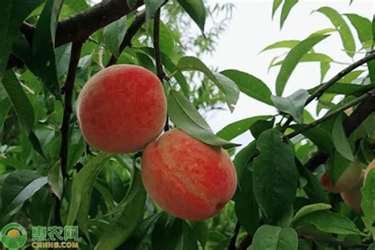 桃子成熟前多少天施钾肥