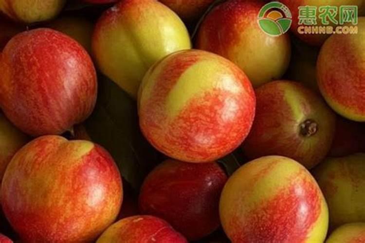 桃树用什么肥料桃子甜 施肥注意事项有哪些
