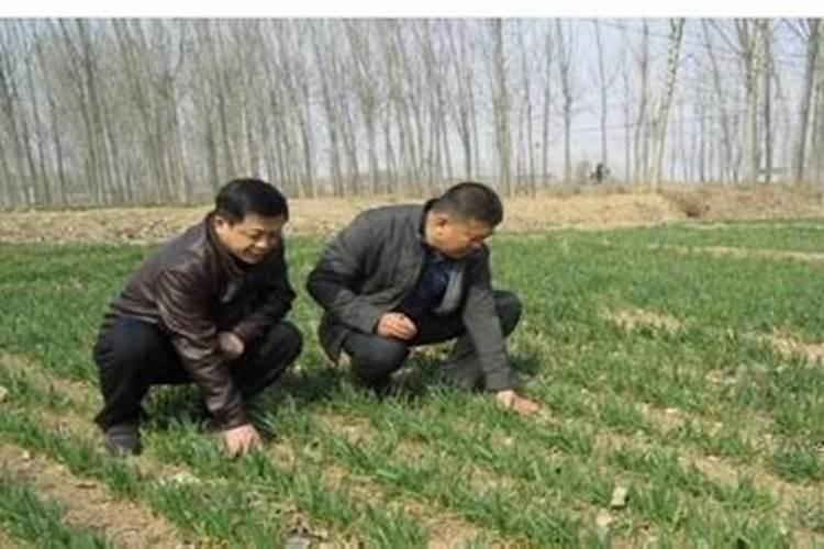 菜苔的种植方法和时间
