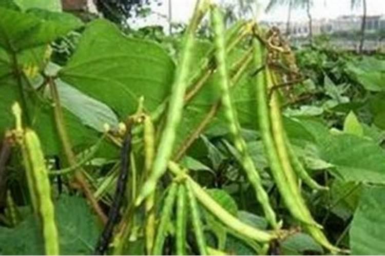 板蓝根什么时候播种？板蓝根种植技术与管理