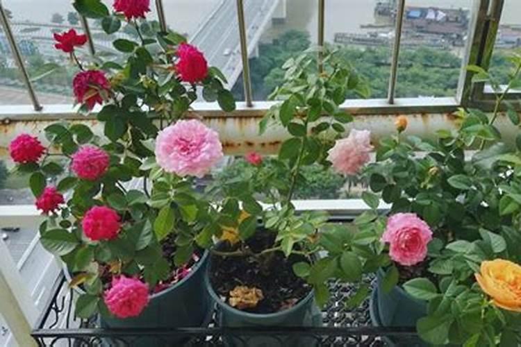 月季花夏季施什么肥好