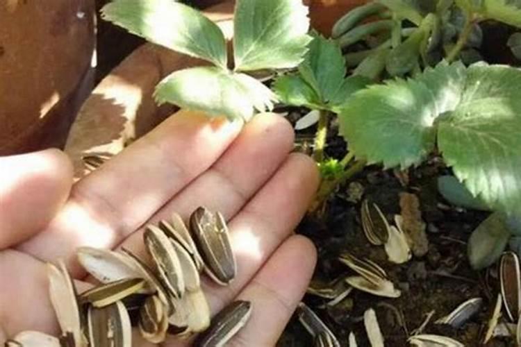 家用自制氮肥有哪些