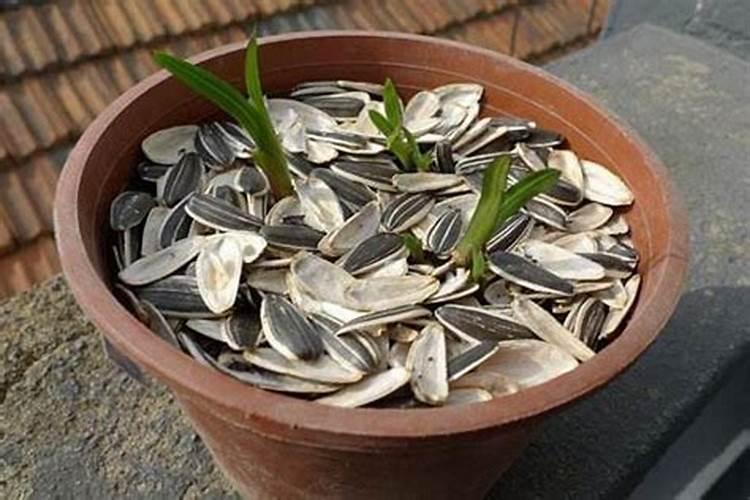 瓜子壳可以当肥料放花盆里吗？