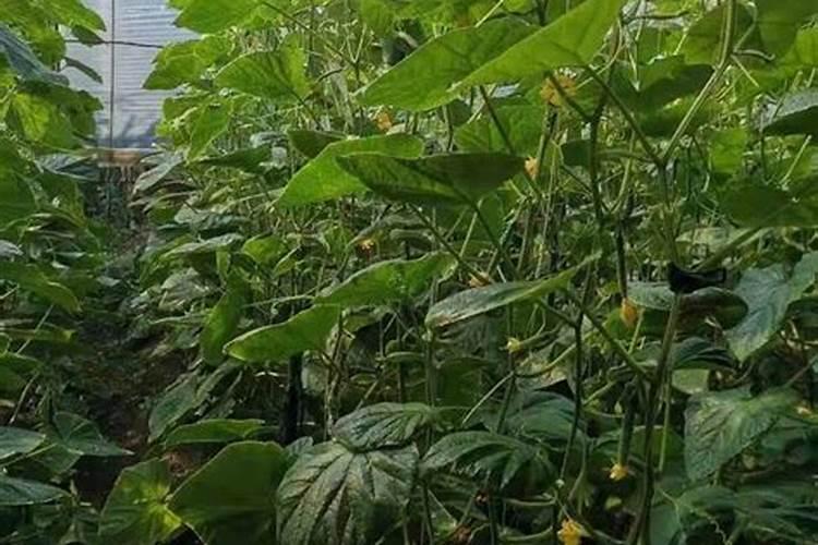 芸苔素可以喷兰花吗