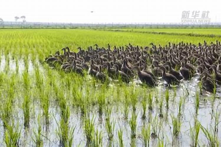 缓释肥价格40kg多少钱