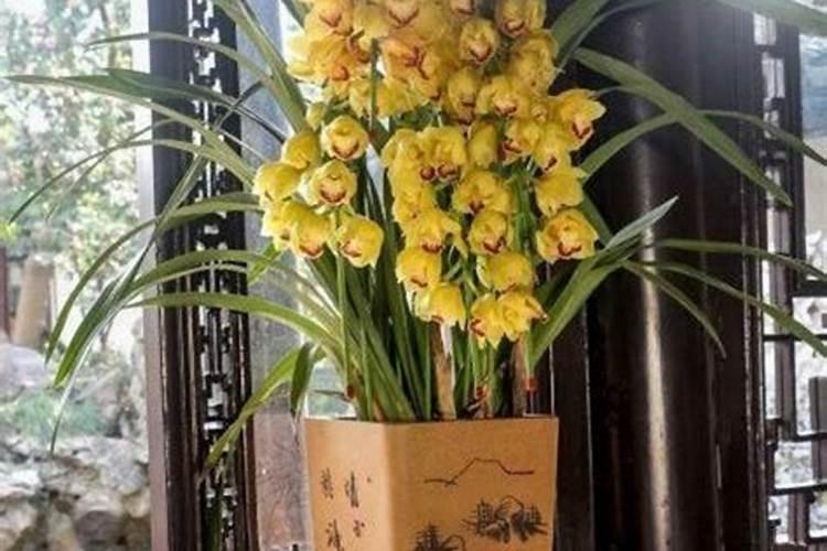 大花蕙兰花苞期怎么养护