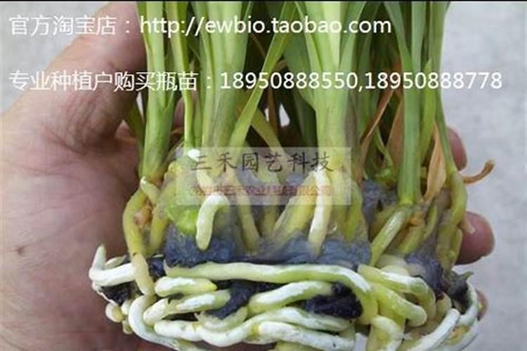 小凤仙花怎么养