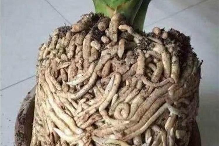 湖北荆州适合用大棚种植哪些品种的葡萄
