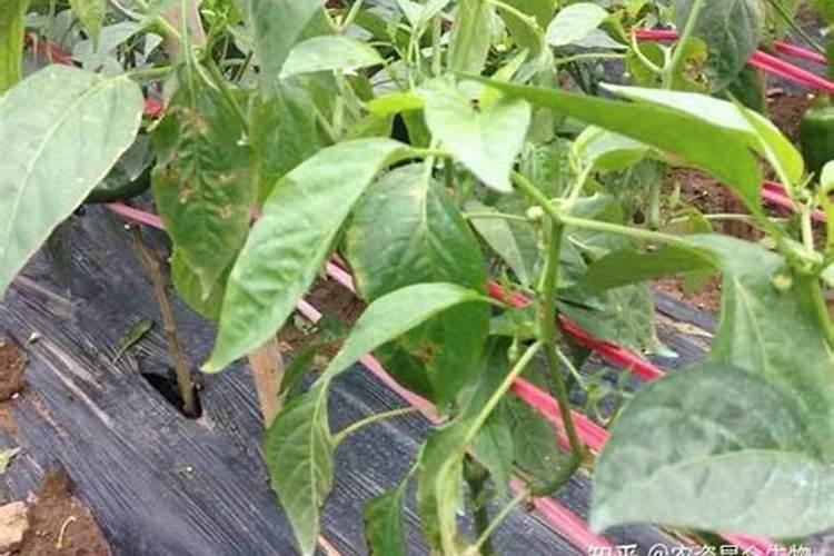 植物缺肥症状及对应的花肥沤制方法:薄肥淡施