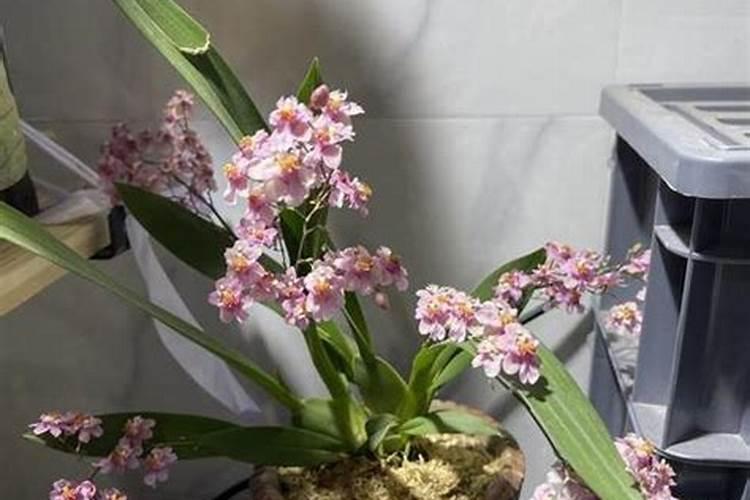 如何给跳舞兰施肥与浇水？